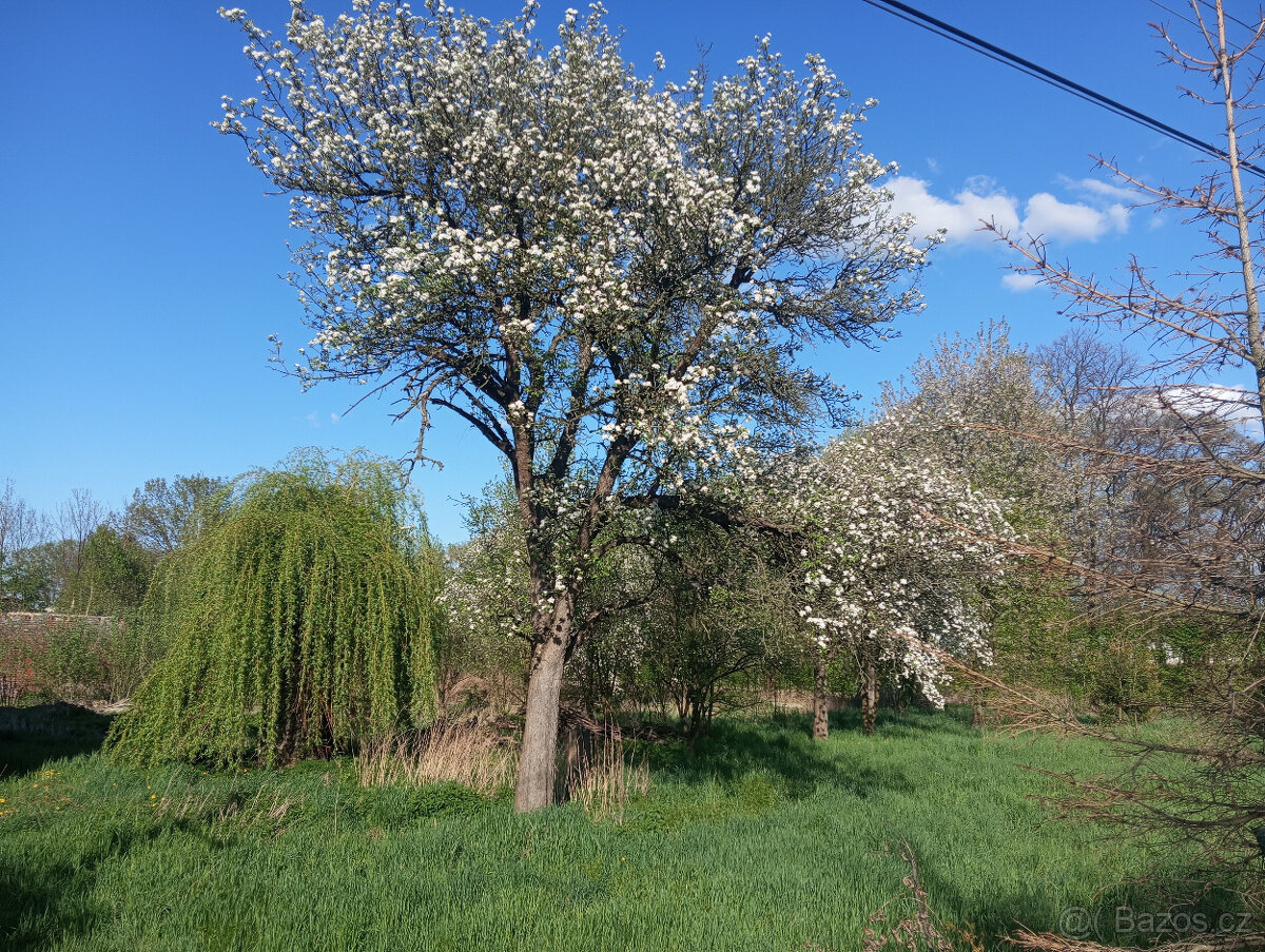 Prodej dvou rodinných domů s velkými stavebními pozemky - 5