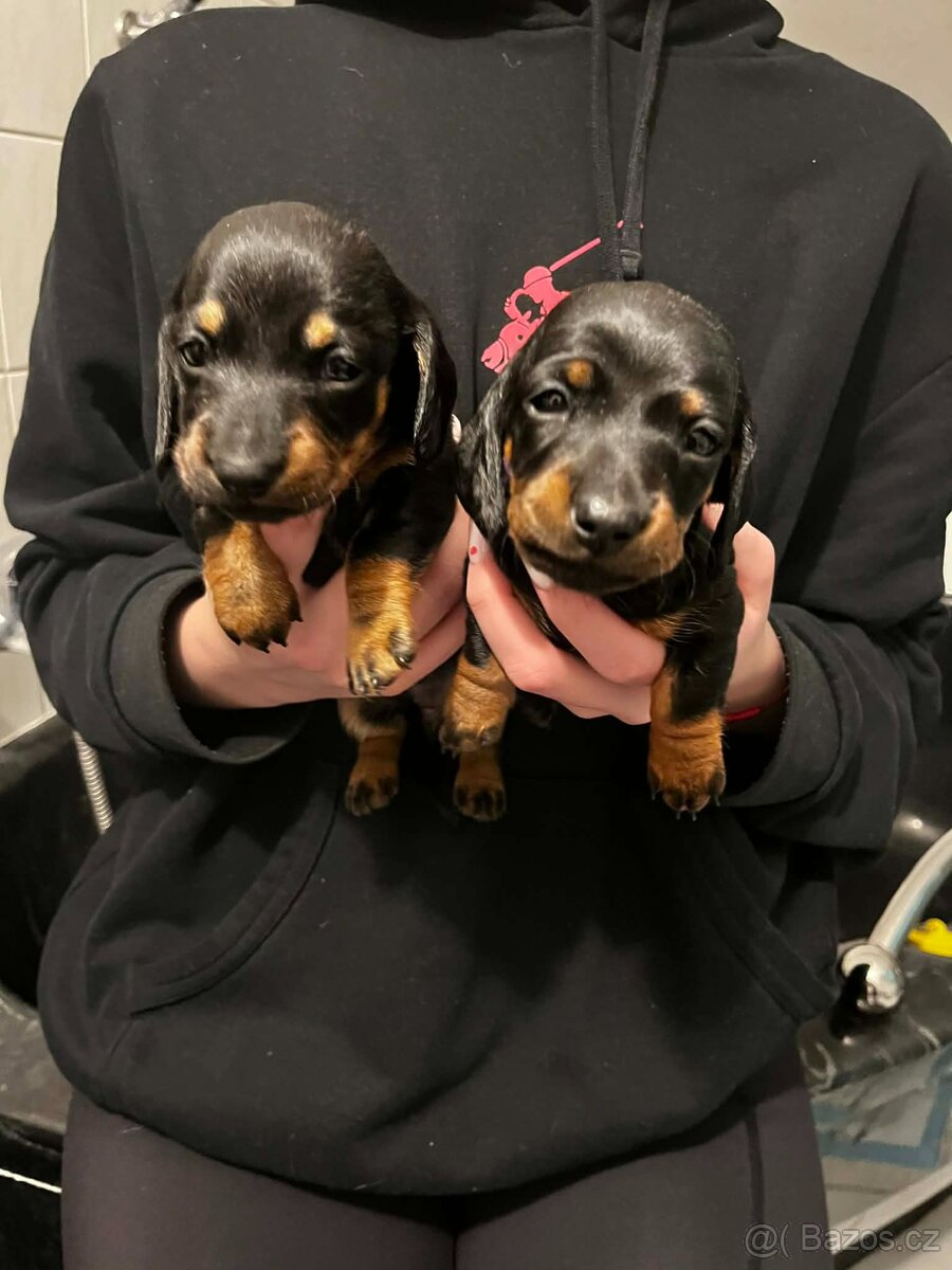 Jezevčík hladkosrstý trpasličí - 5