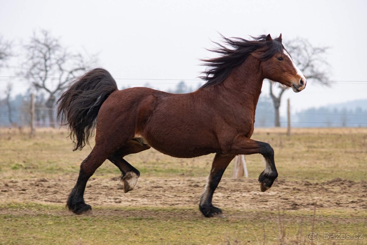 Připouštění welsh cob - 5