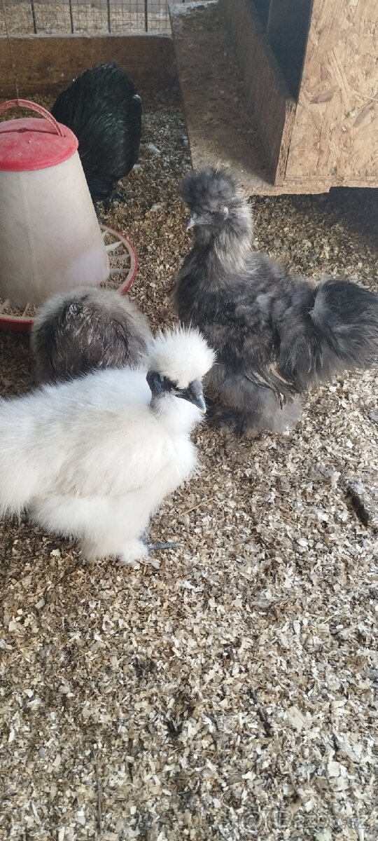 Leghorn, vlaska exchequer a hedvabnicka - 5