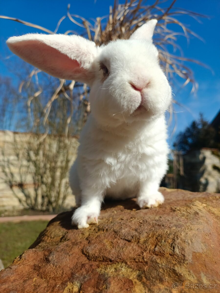 Zakrslý beránek - 5