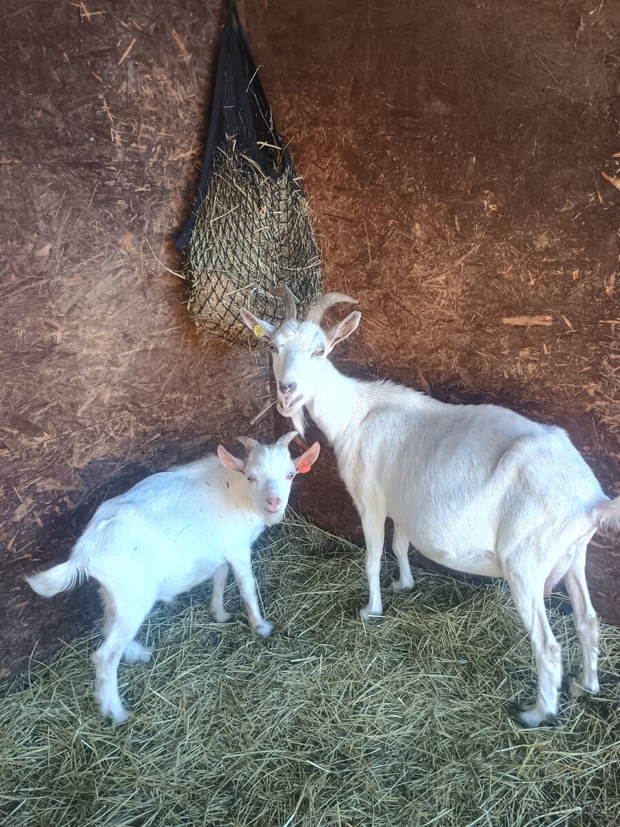 Letošní kůzlata - 5