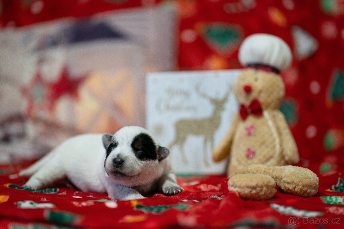 Australský honácký pes s PP - 5