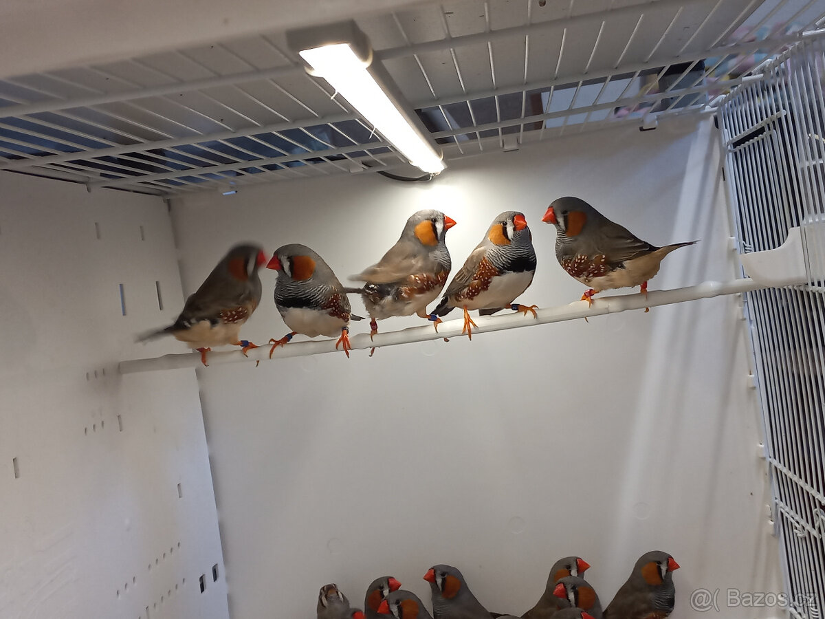 zebřička pestrá - 5