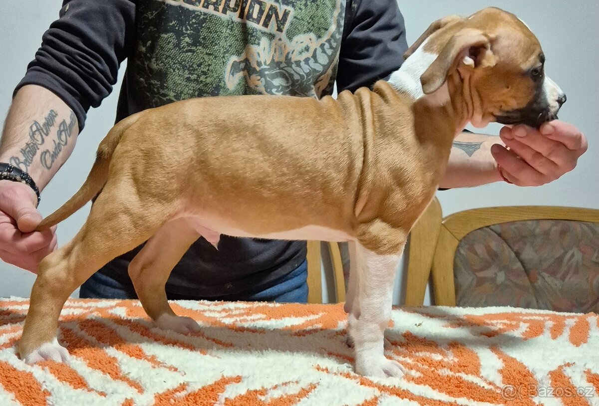 Americký stafordšírský teriér - 5