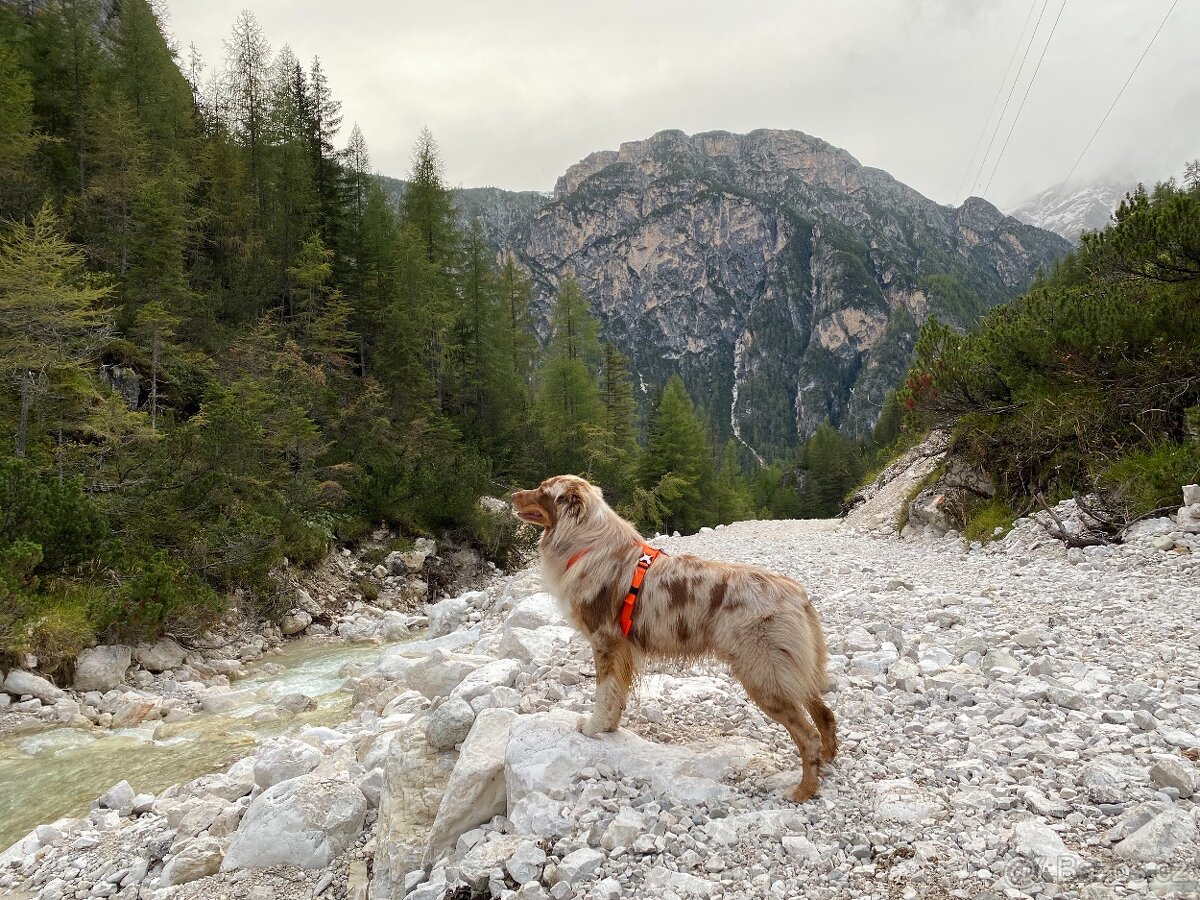 KRYTÍ CHOVNÝM PSEM - AUSTRALSKÝ OVČÁK S PP - 5