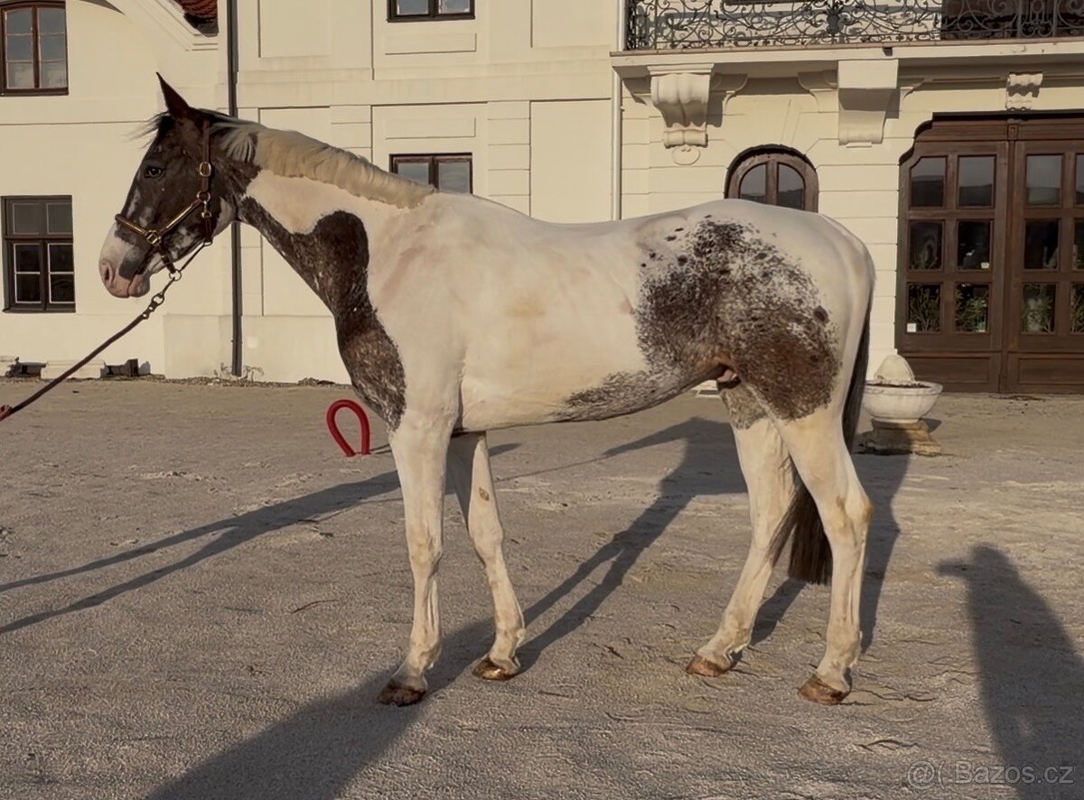 Valach atraktívnej farby - 5