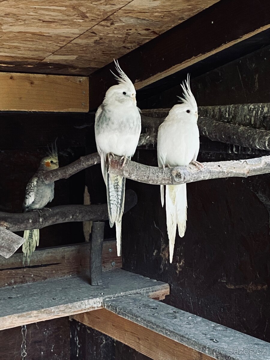 Korela chocholatá - 5