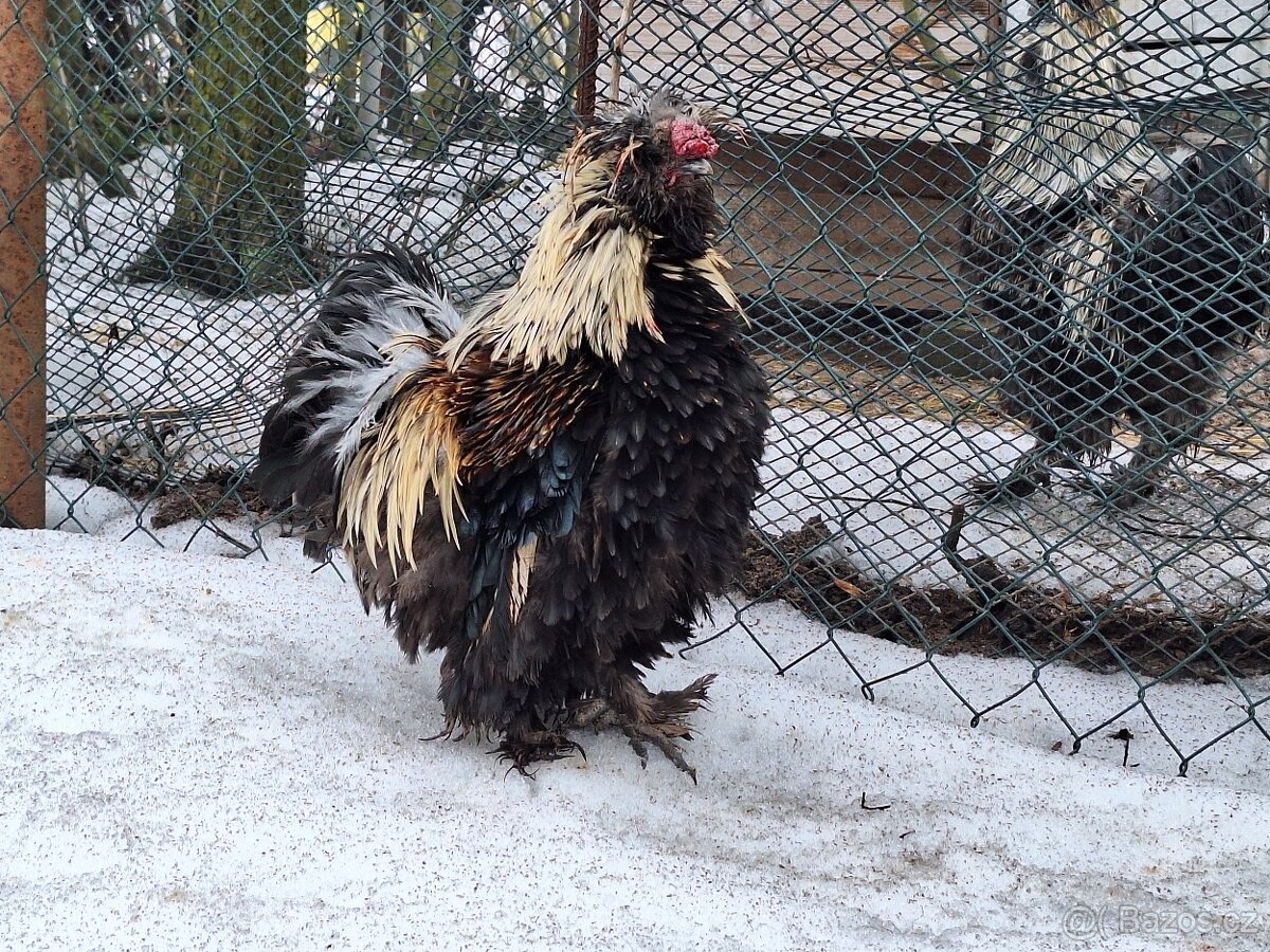 Hedvábnička velká - 5