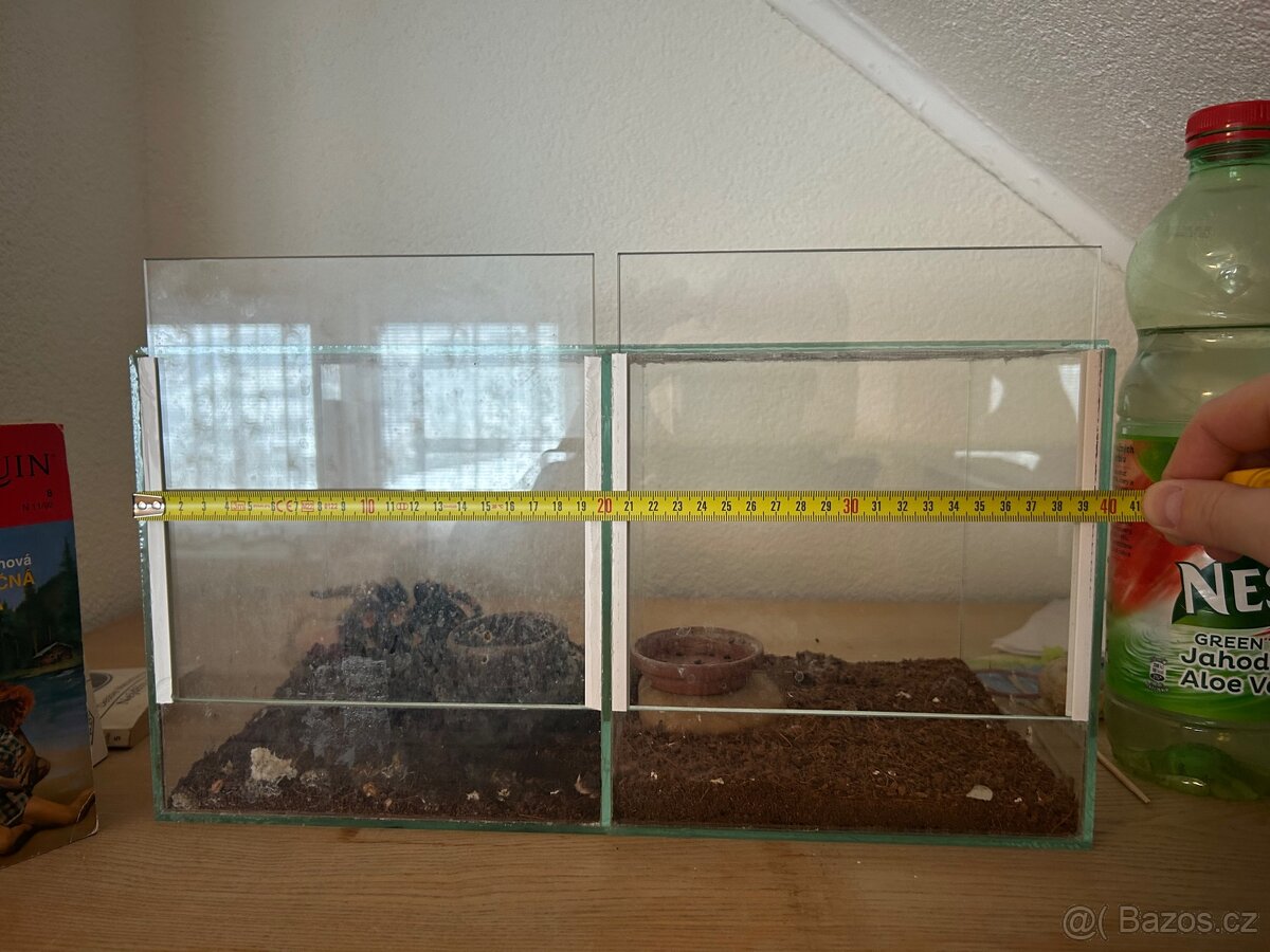 Brachypelma smithi - 5