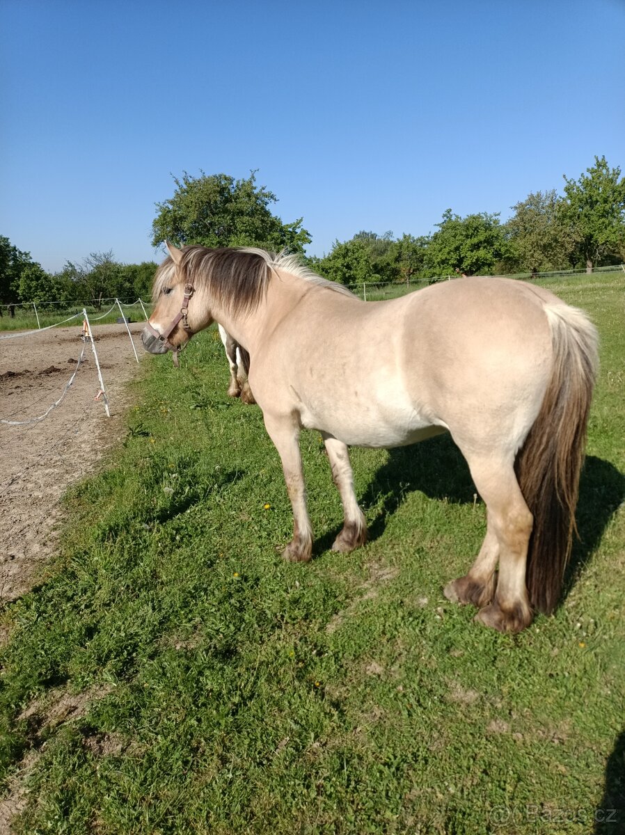 Prodám dvě kobylky - 5