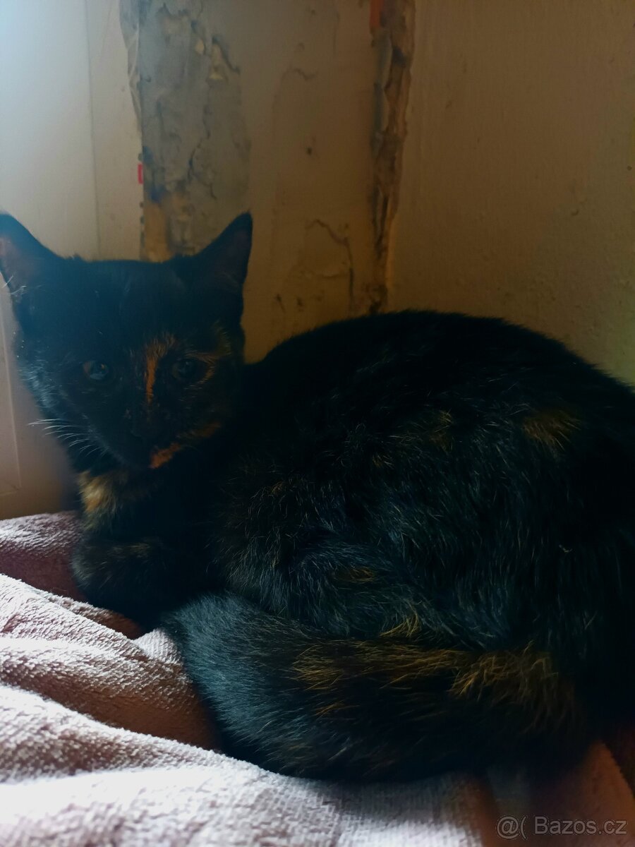 Darujeme koťátka - 5