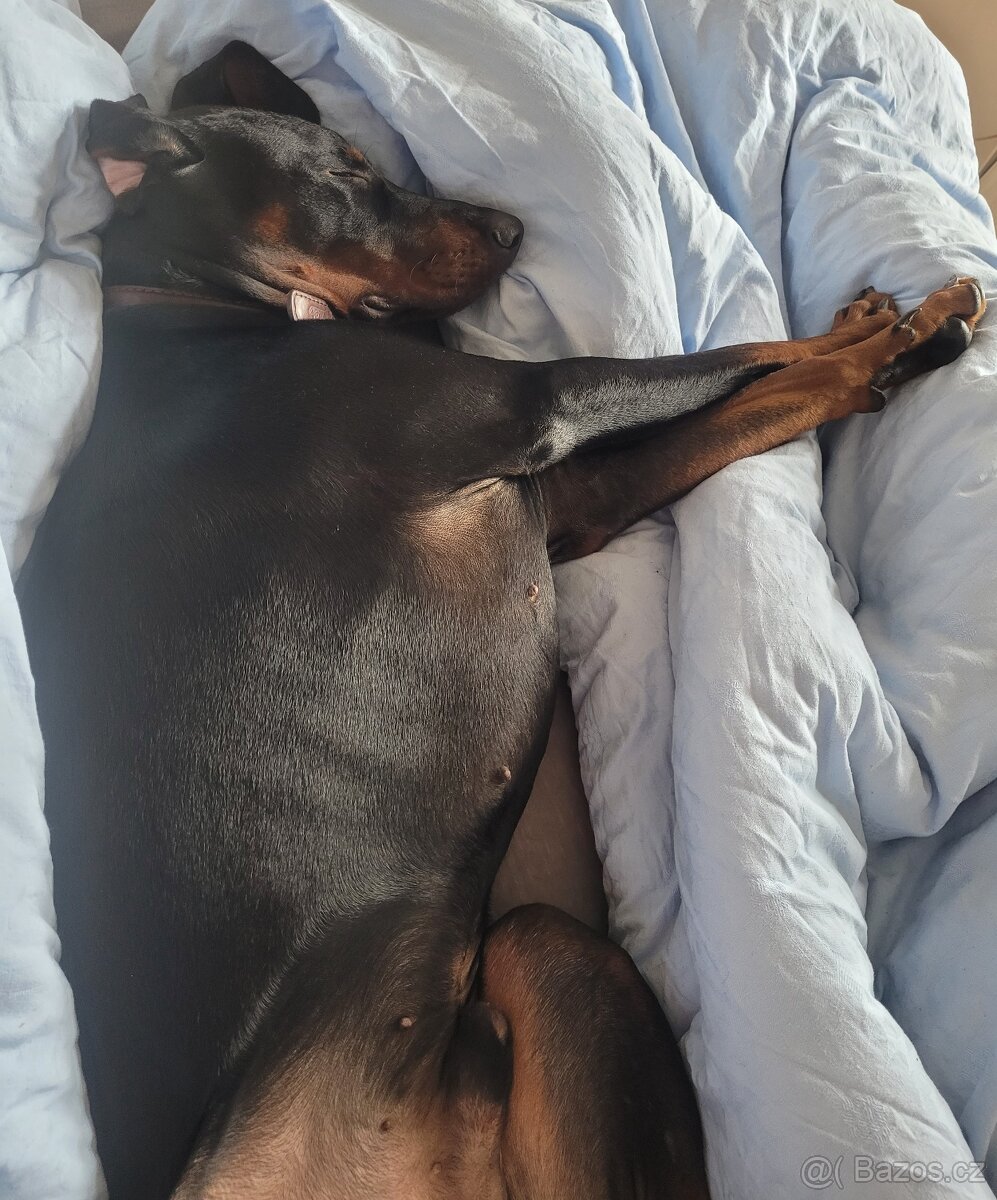 Štěně Dobrmana - 5