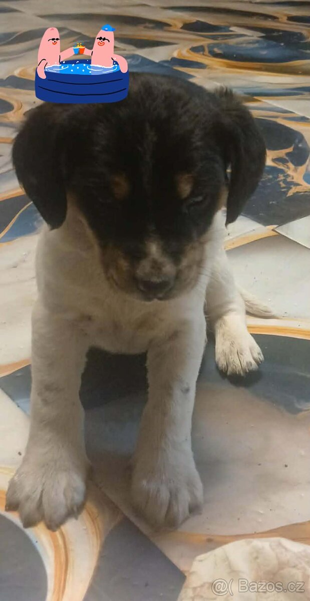 Štěňata - 5