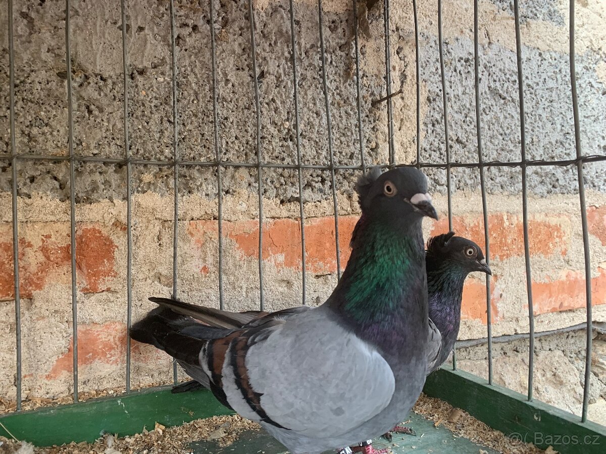 Srbsky vysokoletec - 5