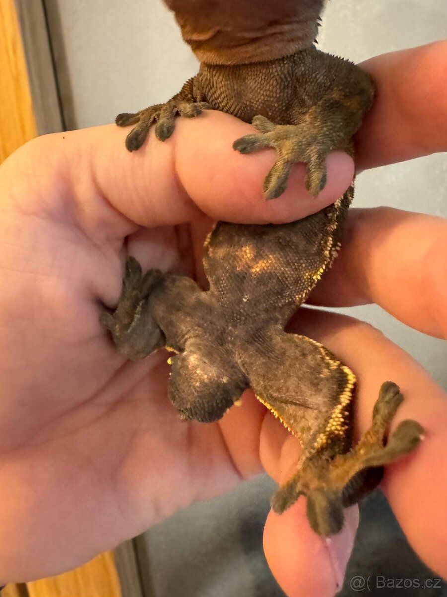 Pagekon řasnatý samec - 5