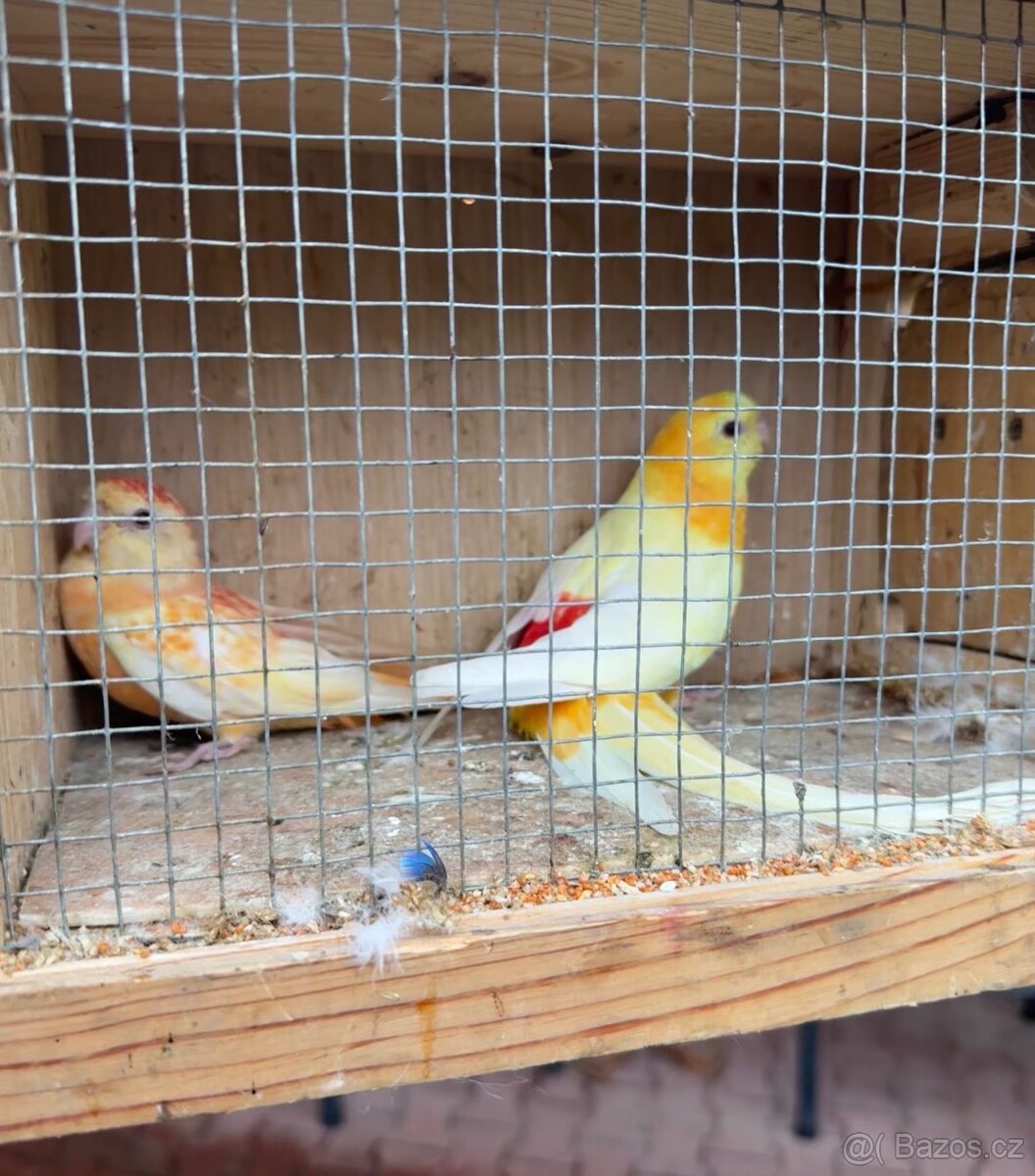 Papoušek zpěvavý - 5