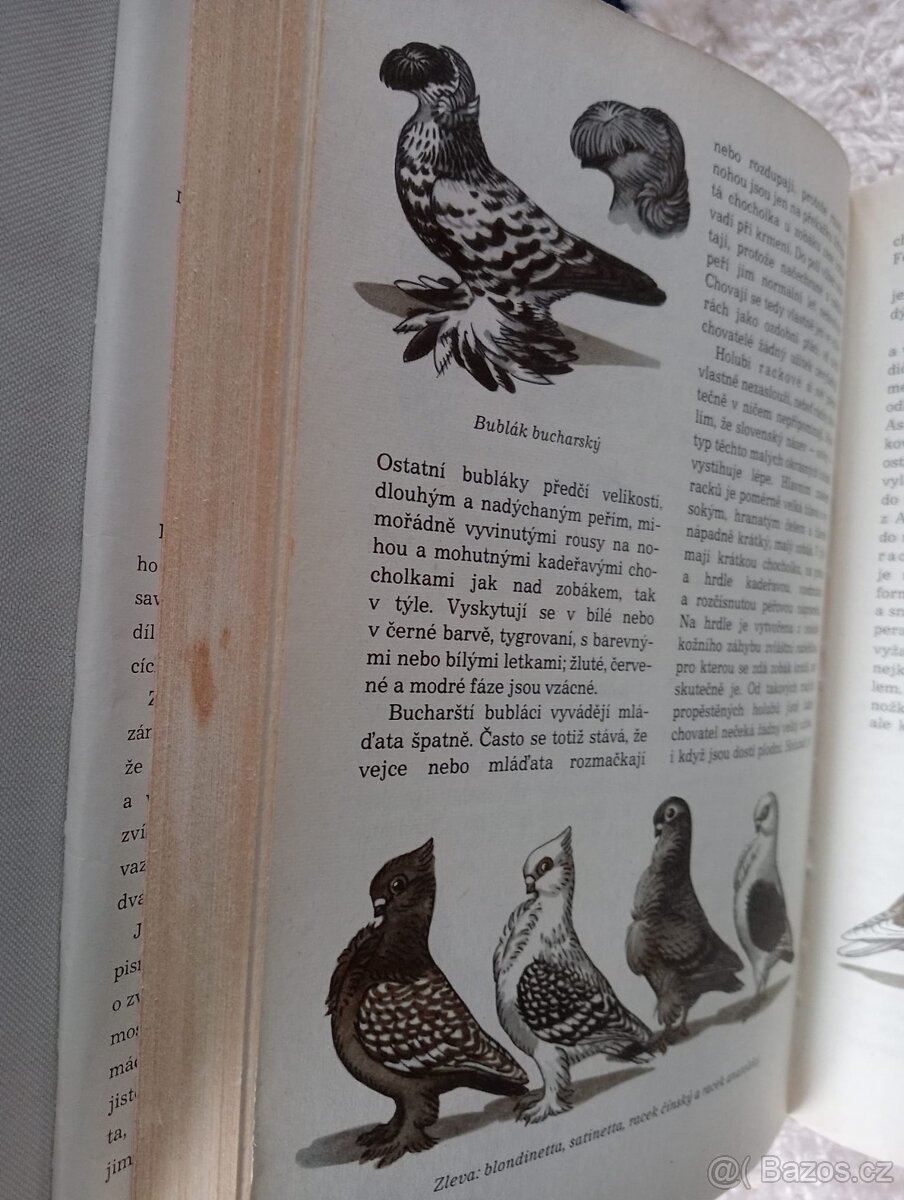 Světem zvířat III. Domácí zvířata - 5