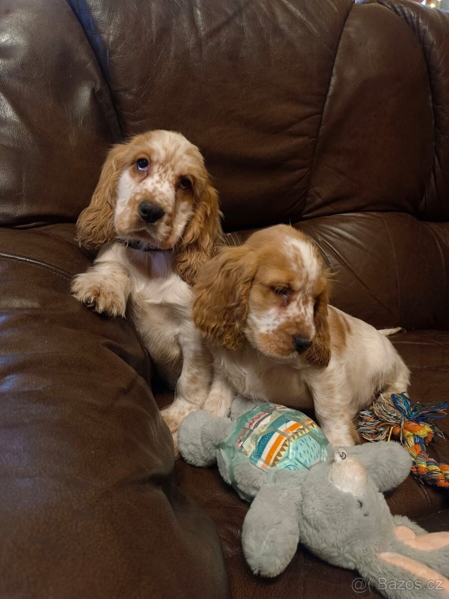 Anglický kokršpaněl barevný kluci - 5