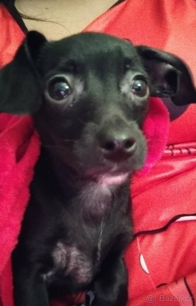 Prodám štěně pejska - 5