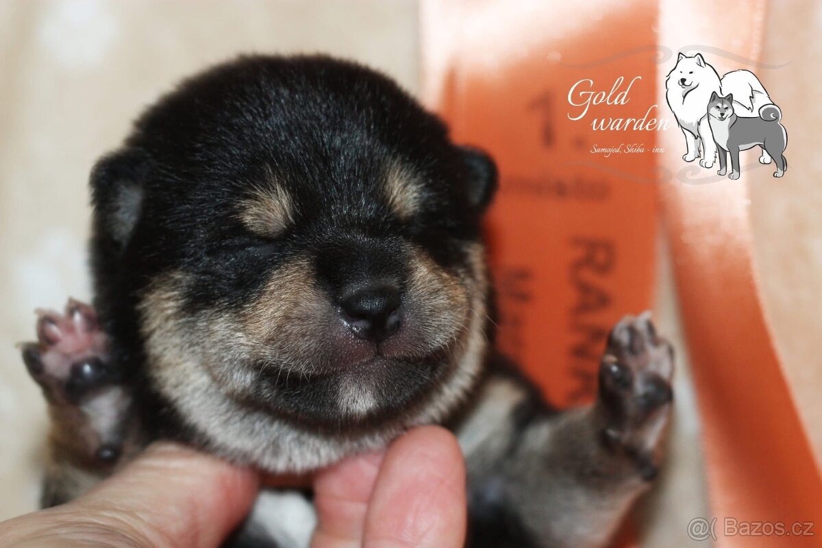 Shiba štěňata s PP/ FCI - 5