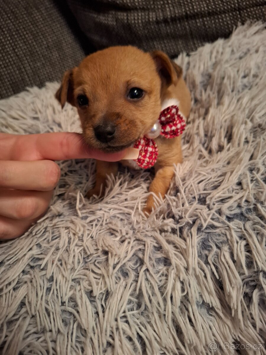 Čivava X Pražský Krysařík - 5