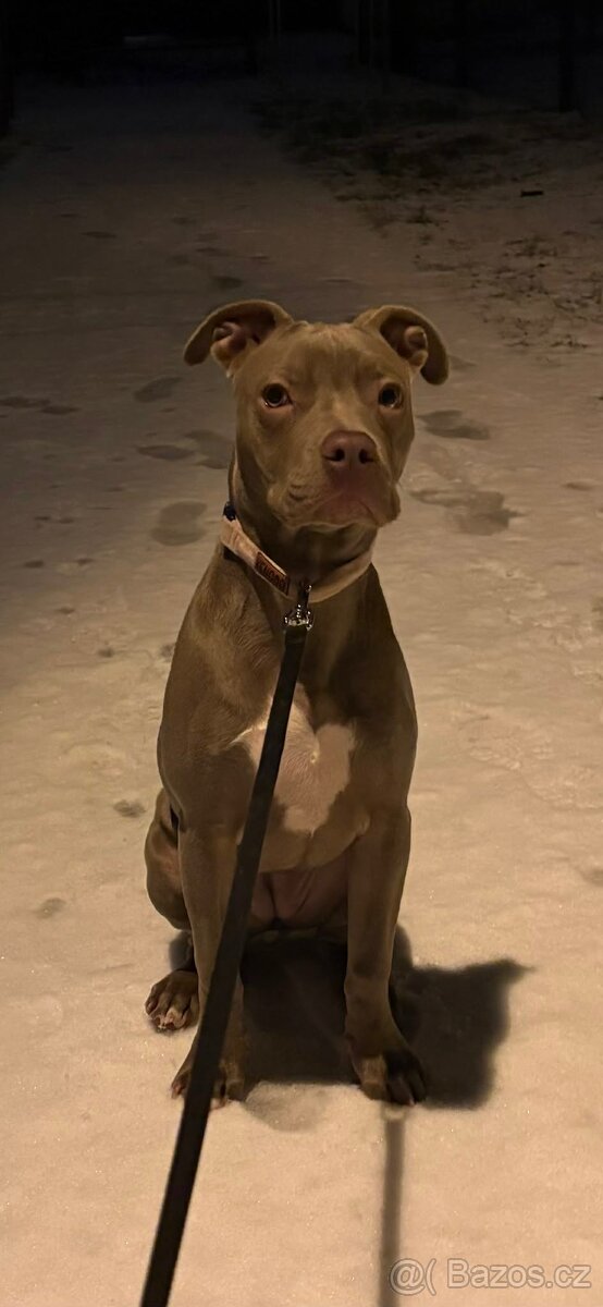 Americký pitbulterier s PP silverfawn rarita - 5