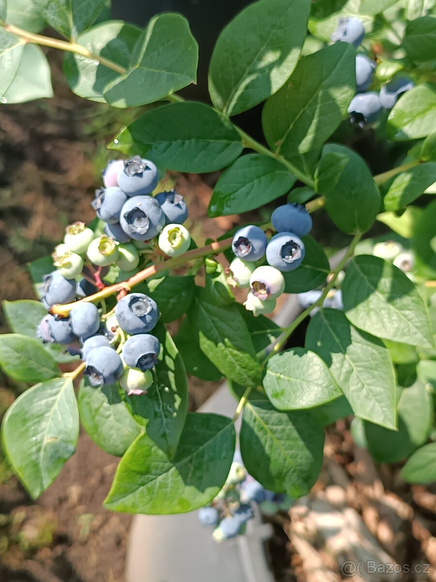 Kanadské boruvky - 5