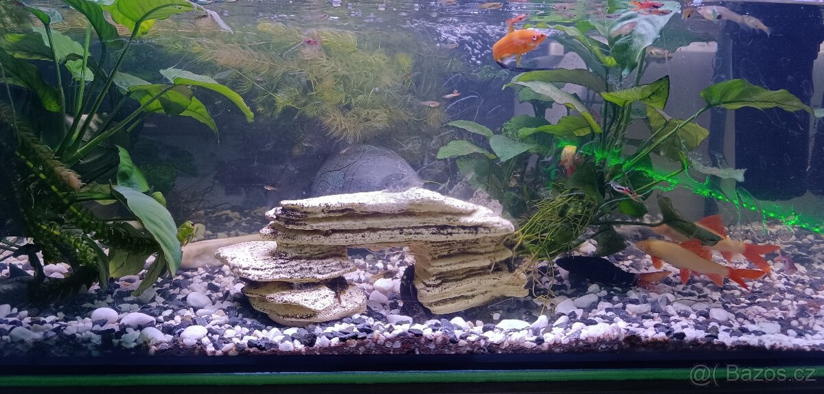 Akvárium zařízené - 5