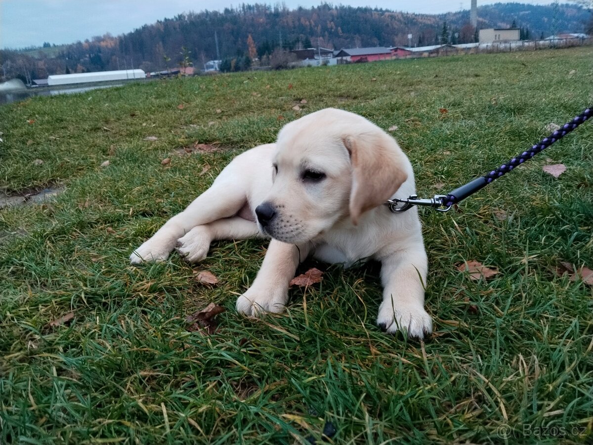 Labradorský retrívr - 5