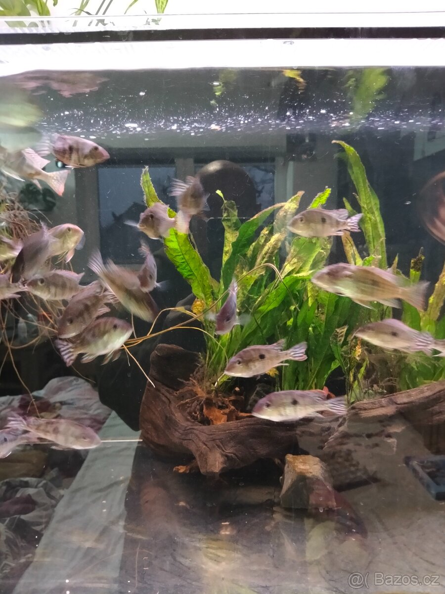 Geophagus Tapajós red head - 5