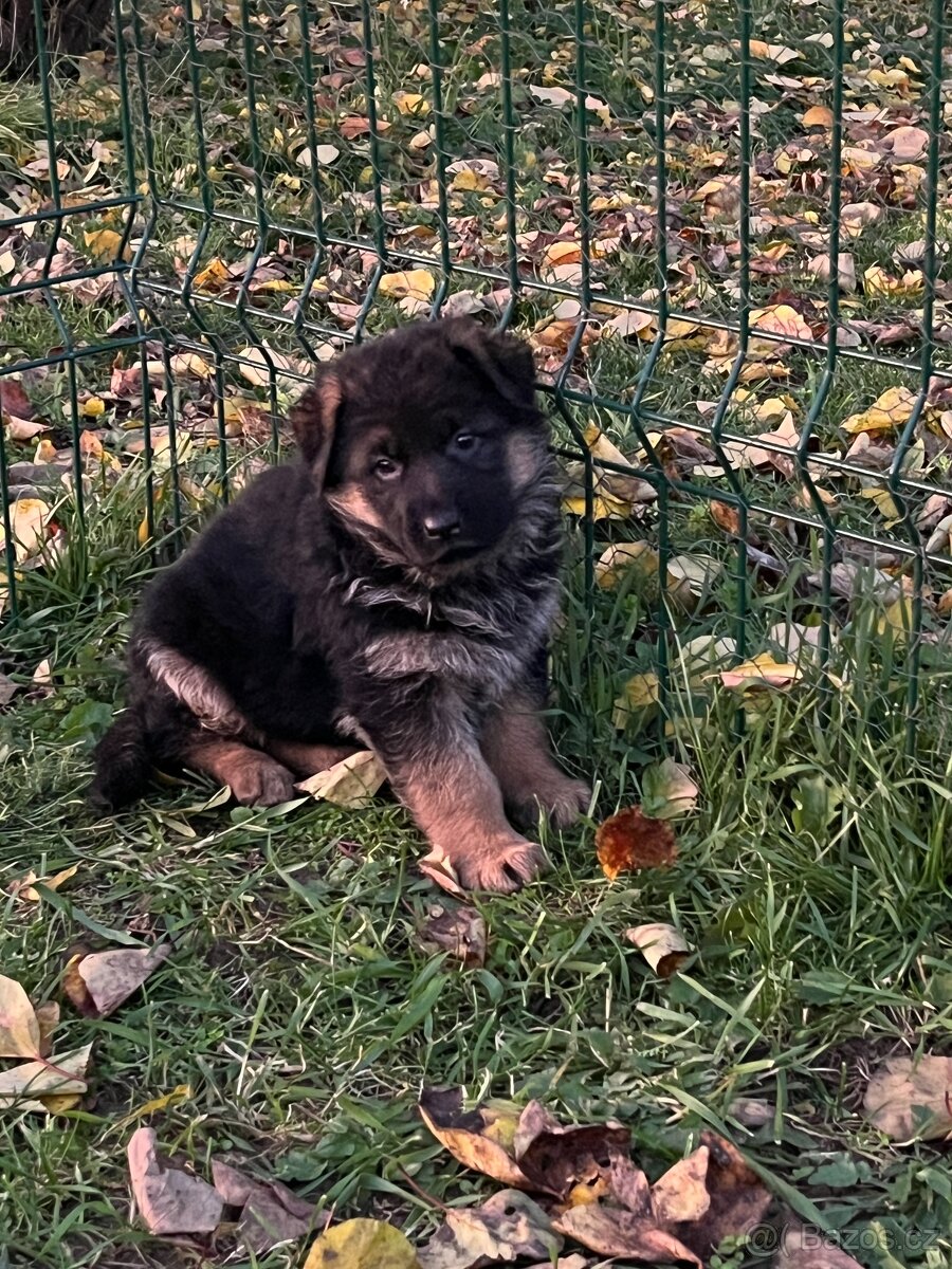 Německý ovčák - štěňata - 5