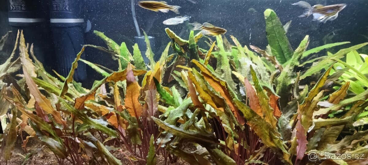 Akvárium 40 litrů - 5