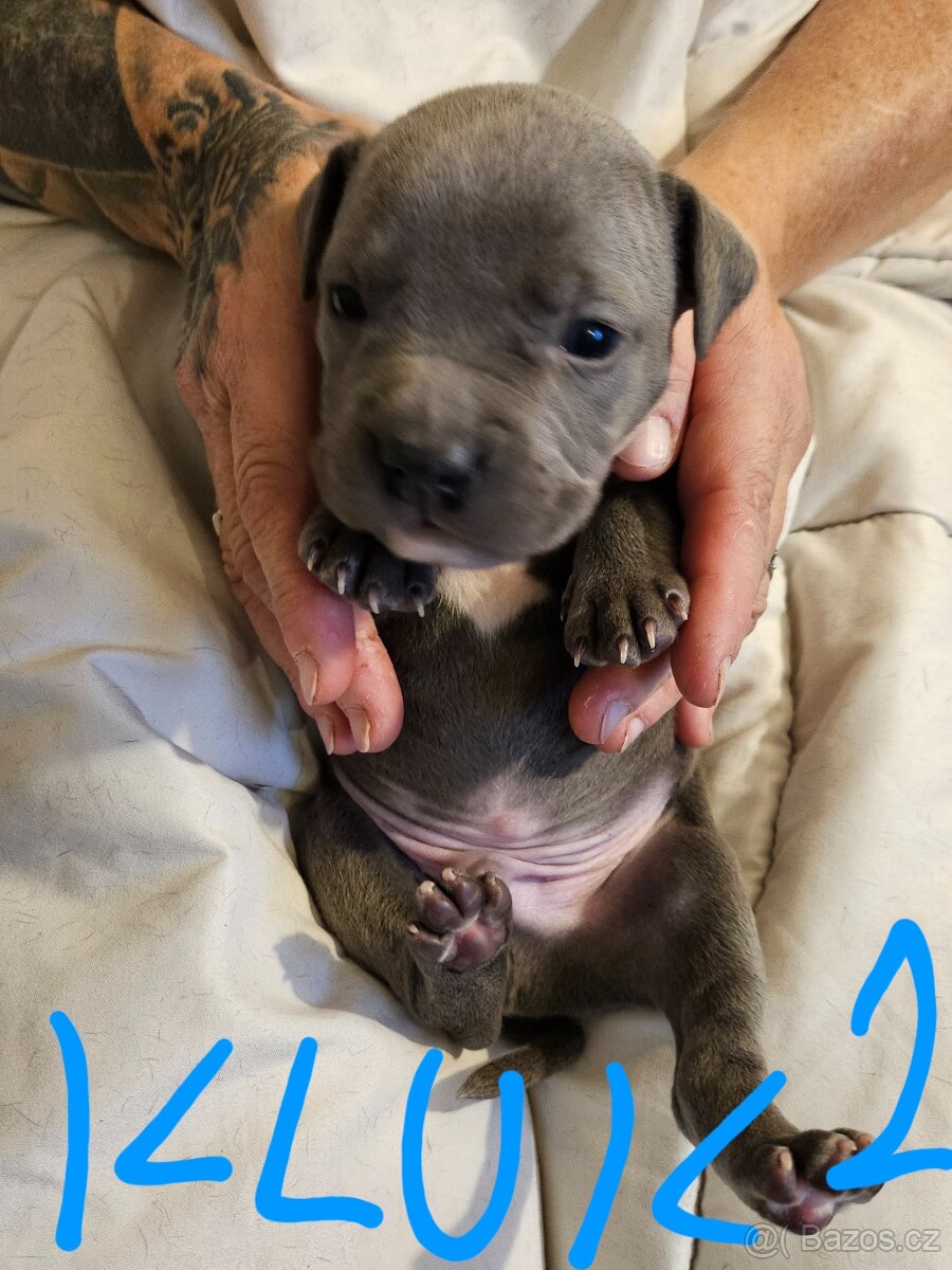Štěňátka Pitbulla prodám - 5