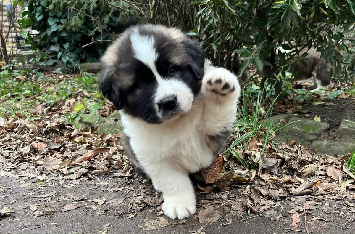 Moskevský strážní pes - štěňata s PP - 5