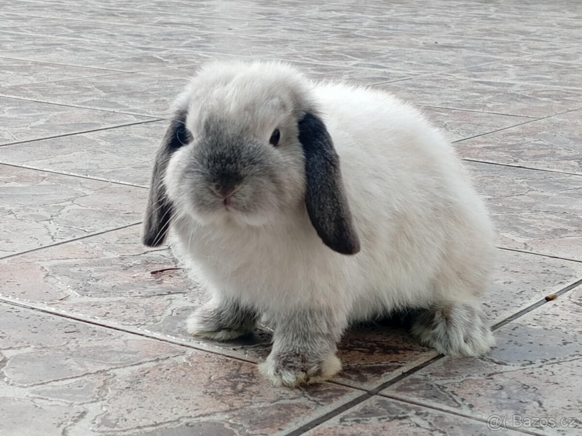 Volná samička - Anglický Zakrslý Beránek MiniLop🍑🧡 - 5