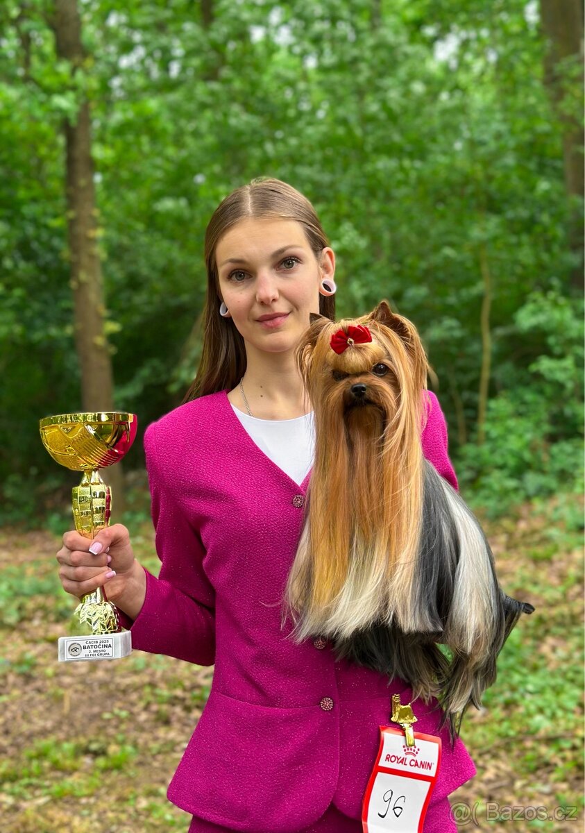 Jorkšírsky teriér s PP FCI, fenečka - 5