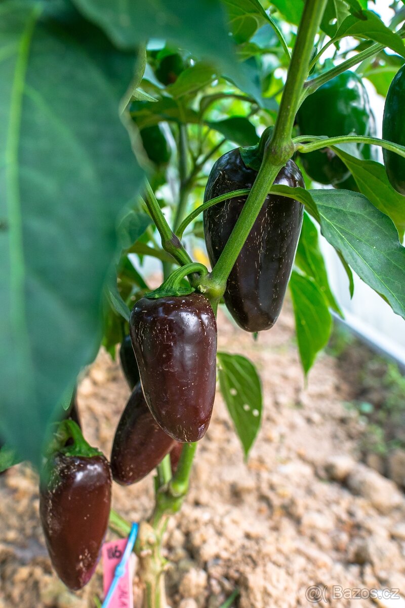Chilli semena - Semínka chilli papričky • CERTIFIKOVANÁ • - 5