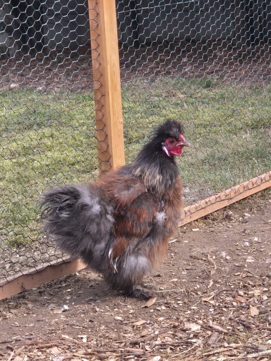 Hedvábnička - kohouti - 5