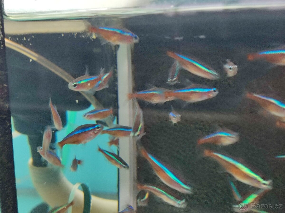 Akvarijní ryby neonka ancistrus sumecek - 5