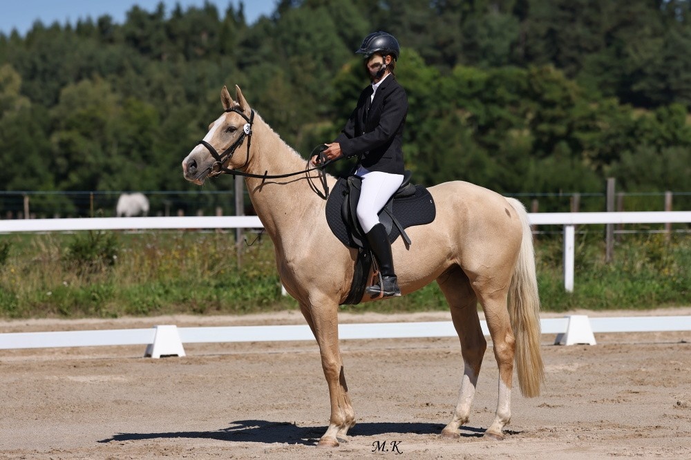 Prodám 3-letou klisnu Kůň Kinský, - 5