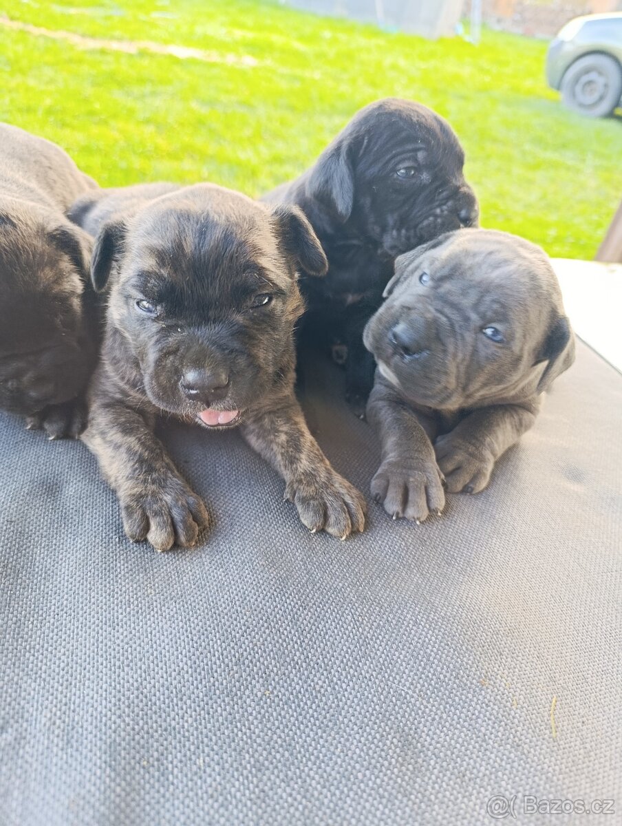 Cane Corso - 5