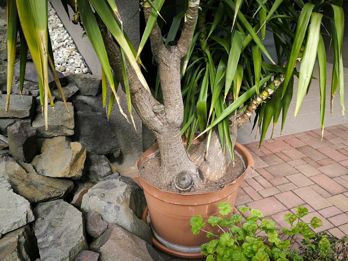 Juka pokojová, stáří 26 let, původ Kanárské ostrovy - 5