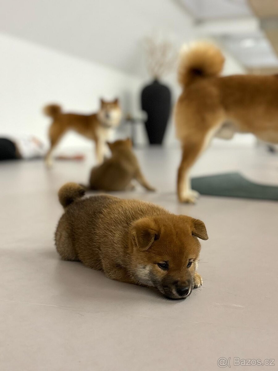 Shiba inu s PP k odběru - 5