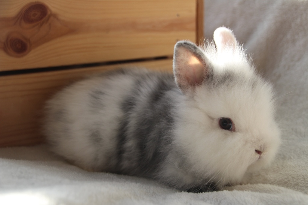 Vánoční miminka králíčků - zakrslí lvíčci, teddy - 5