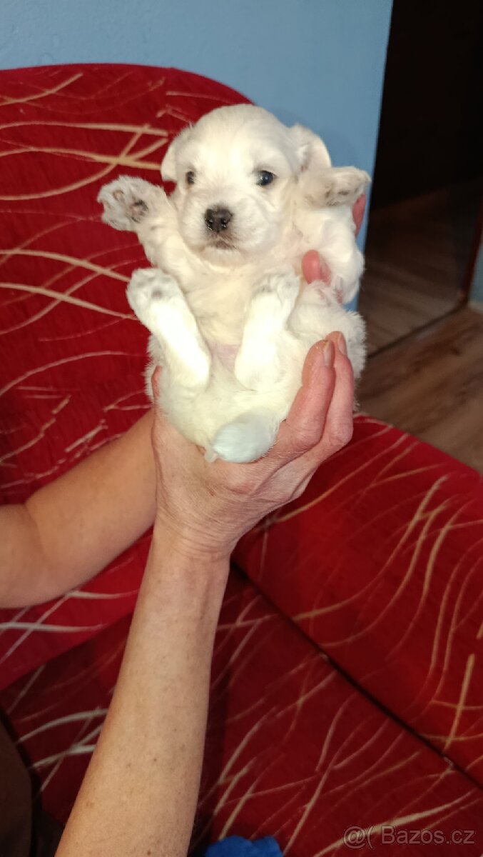 Maltézský psík/maltézáček (bez PP) - 5