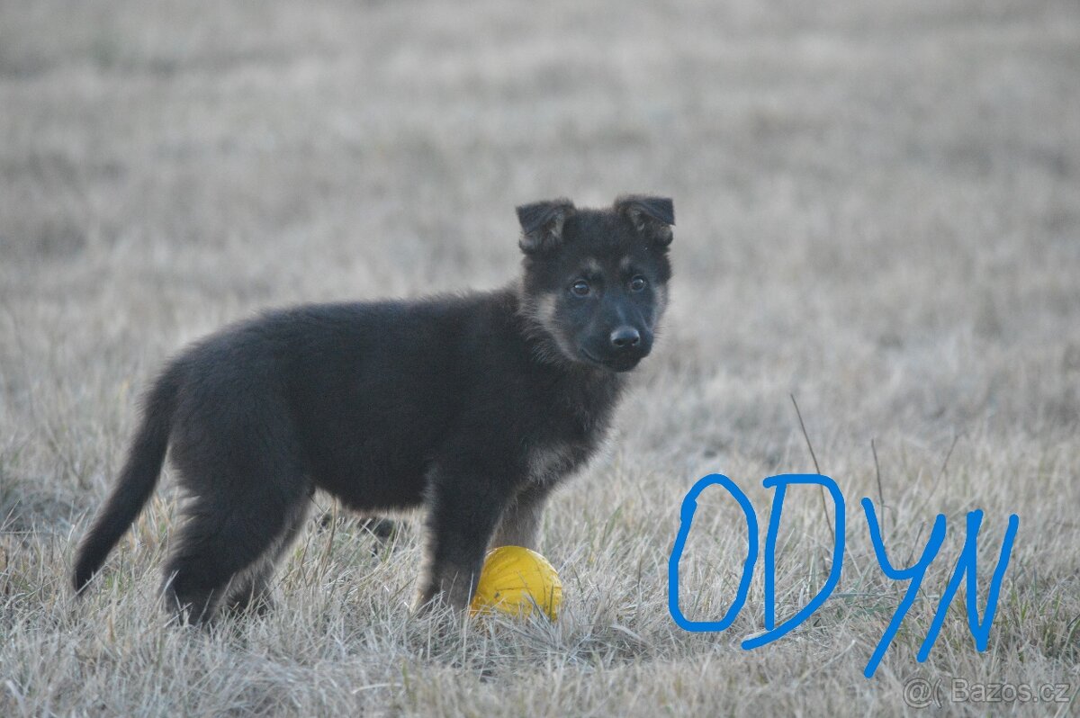 Německý ovčák-štěňata - 5