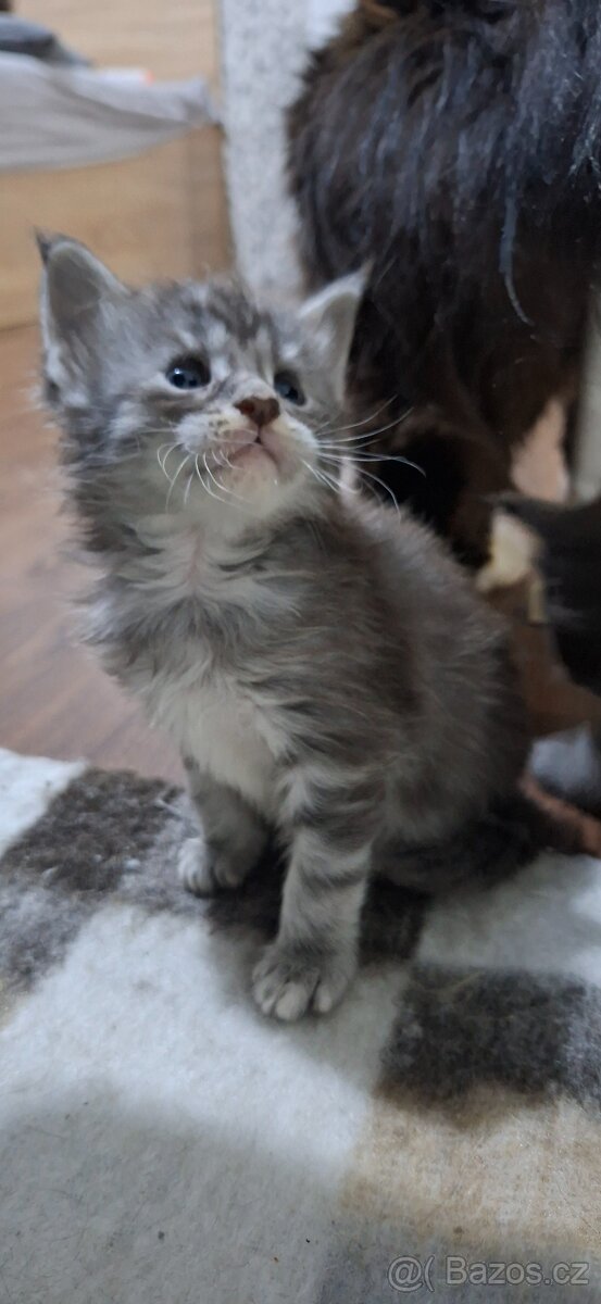 Mainská mývalí bez PP - 5