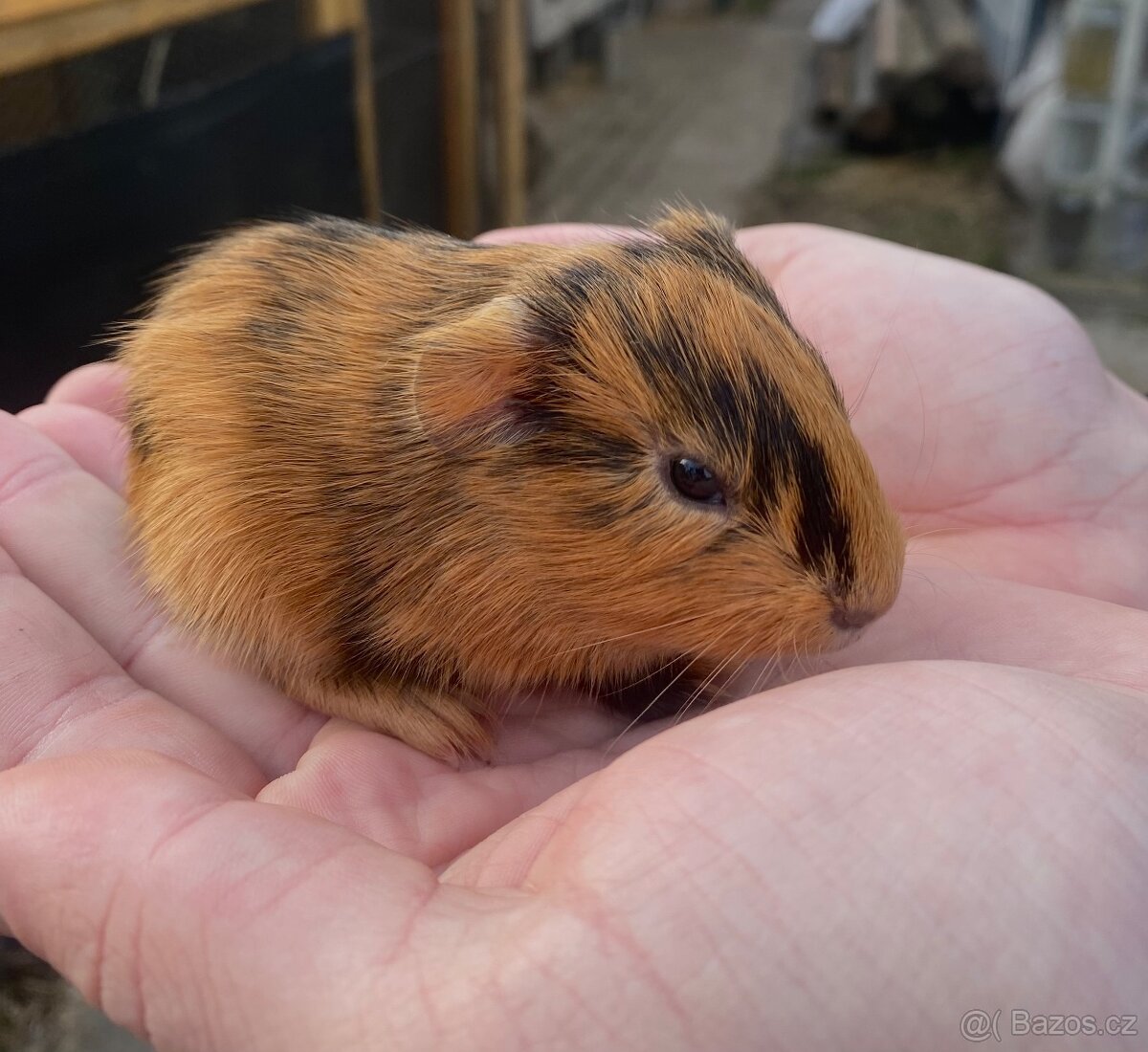 morče - samičky - 5