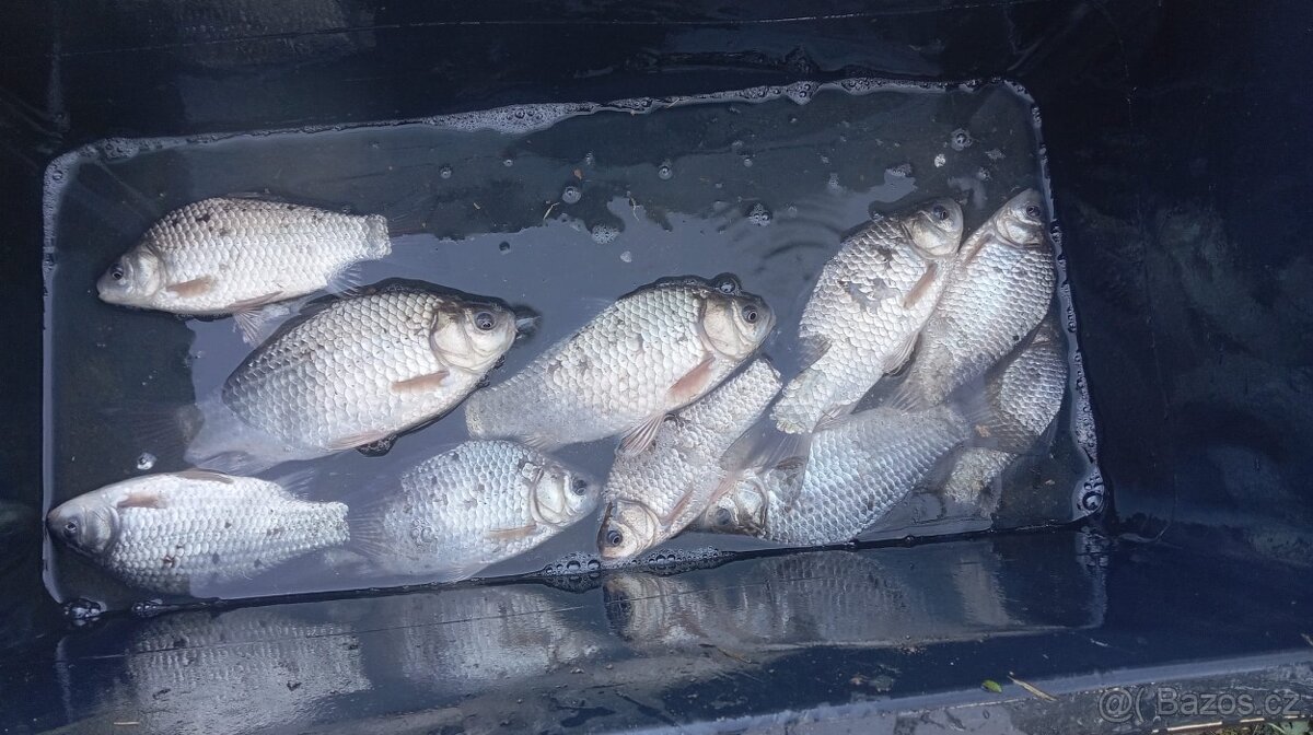 Karas stříbřitý - 5